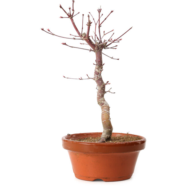 Acer palmatum deshojo, 30 cm, ± 8 anni, con nebari di 3 cm