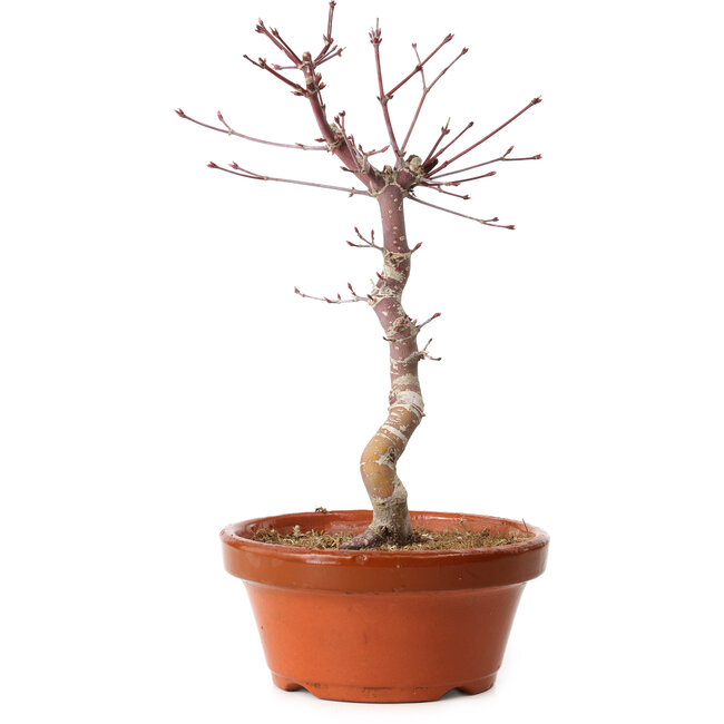 Acer palmatum deshojo, 30 cm, ± 8 Jahre alt, mit einem Wurzelhals von 3 cm