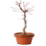 Acer palmatum deshojo, 30 cm, ± 8 años de edad, con un nebari de 3 cm