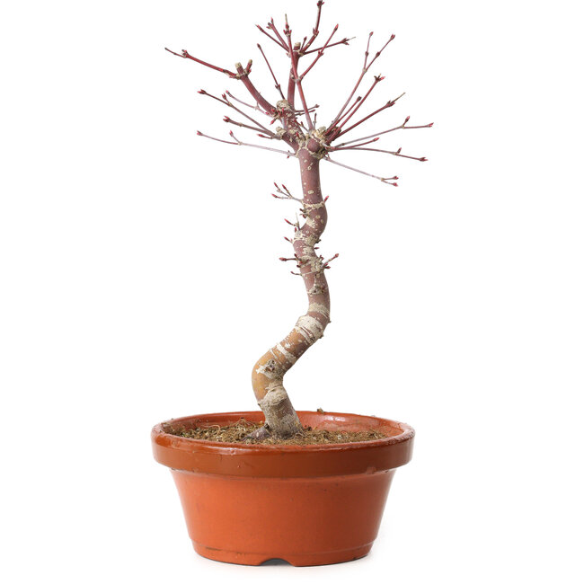Acer palmatum deshojo, 30 cm, ± 8 ans, avec un nebari de 3 cm