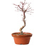Acer palmatum deshojo, 30 cm, ± 8 años de edad, con un nebari de 3 cm