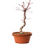 Acer palmatum deshojo, 30 cm, ± 8 años de edad, con un nebari de 3 cm