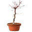 Acer palmatum deshojo, 30 cm, ± 8 Jahre alt, mit einem Wurzelhals von 3 cm