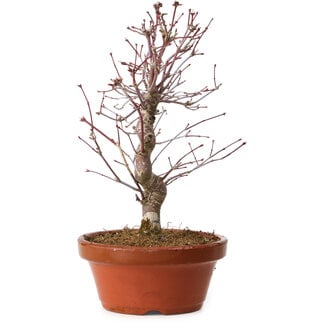 Acer palmatum deshojo, 27 cm, ± 8 Jahre alt