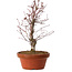Acer palmatum deshojo, 27 cm, ± 8 Jahre alt, mit einem Wurzelhals von 3 cm