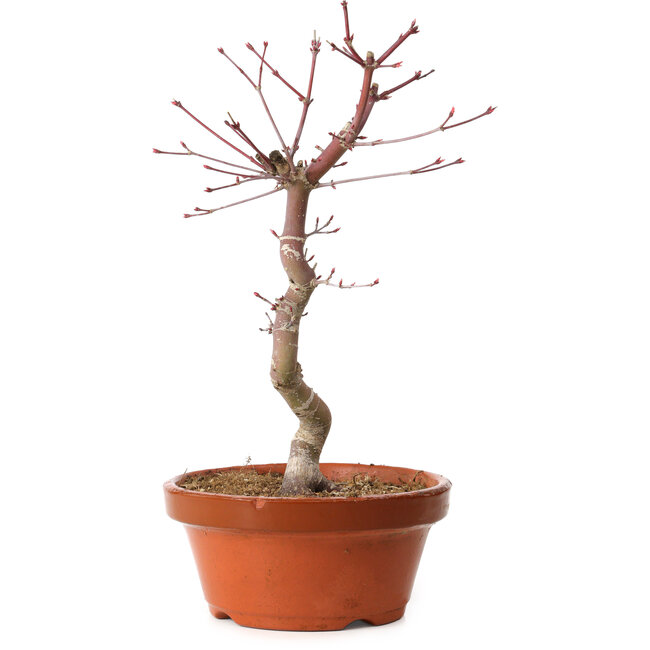 Acer palmatum deshojo, 30 cm, ± 8 años de edad, con un nebari de 3 cm