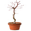 Acer palmatum deshojo, 30 cm, ± 8 anni, con nebari di 3 cm