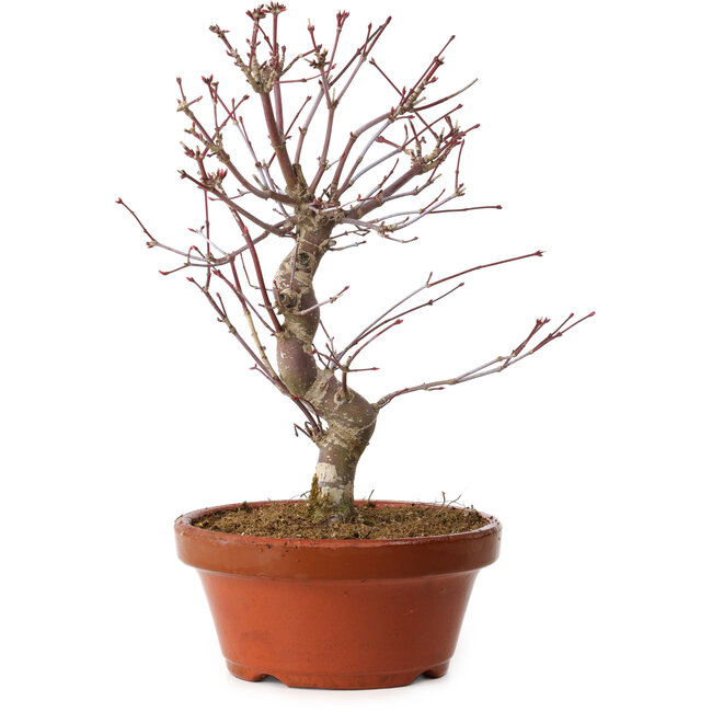 Acer palmatum deshojo, 27 cm, ± 8 ans, avec un nebari de 3 cm