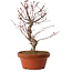 Acer palmatum deshojo, 27 cm, ± 8 Jahre alt, mit einem Wurzelhals von 3 cm