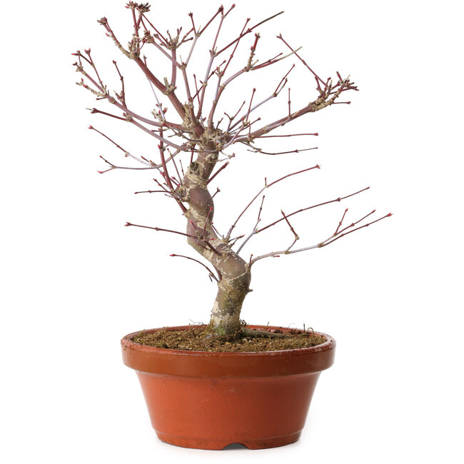 Acer palmatum deshojo, 27 cm, ± 8 ans, avec un nebari de 3 cm