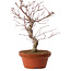 Acer palmatum deshojo, 27 cm, ± 8 anni, con nebari di 3 cm