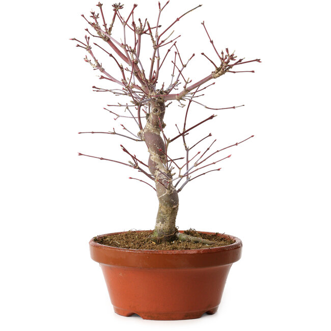 Acer palmatum deshojo, 27 cm, ± 8 years old, with a nebari of 3 cm