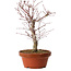 Acer palmatum deshojo, 27 cm, ± 8 años de edad, con un nebari de 3 cm