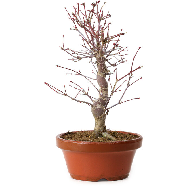 Acer palmatum deshojo, 27 cm, ± 8 anni, con nebari di 3 cm