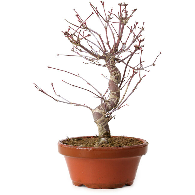 Acer palmatum deshojo, 27 cm, ± 8 años de edad, con un nebari de 3 cm