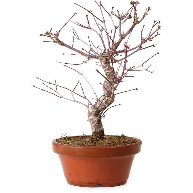 Acer palmatum deshojo, 27 cm, ± 8 ans, avec un nebari de 3 cm
