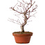 Acer palmatum deshojo, 27 cm, ± 8 Jahre alt, mit einem Wurzelhals von 3 cm