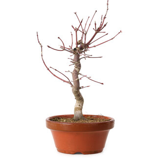 Acer palmatum deshojo, 29 cm, ± 8 ans