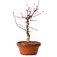 Acer palmatum deshojo, 29 cm, ± 8 years old, with a nebari of 3 cm
