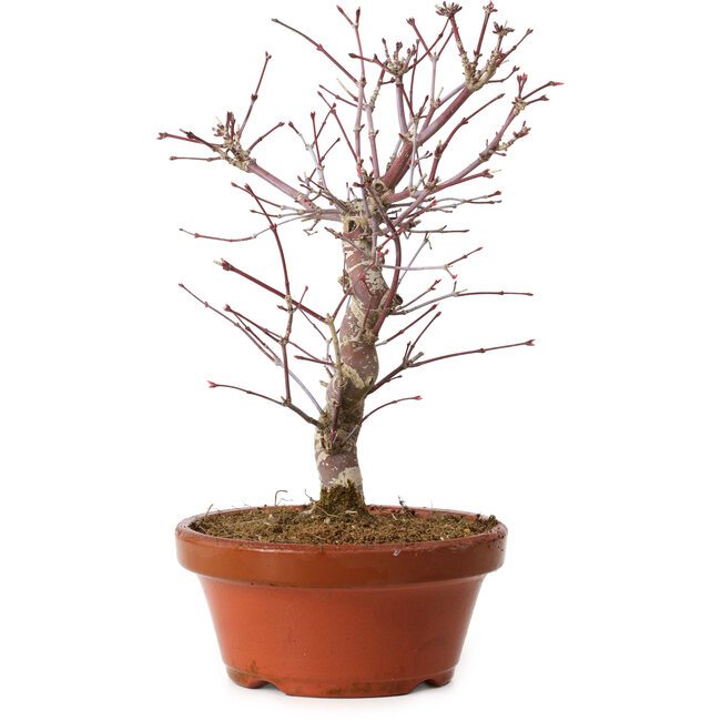 Acer palmatum deshojo, 27 cm, ± 8 Jahre alt, mit einem Wurzelhals von 3 cm
