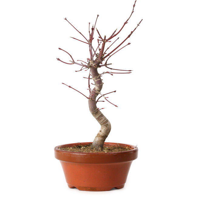 Acer palmatum deshojo, 29 cm, ± 8 Jahre alt, mit einem Wurzelhals von 3 cm