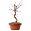 Acer palmatum deshojo, 29 cm, ± 8 years old, with a nebari of 3 cm