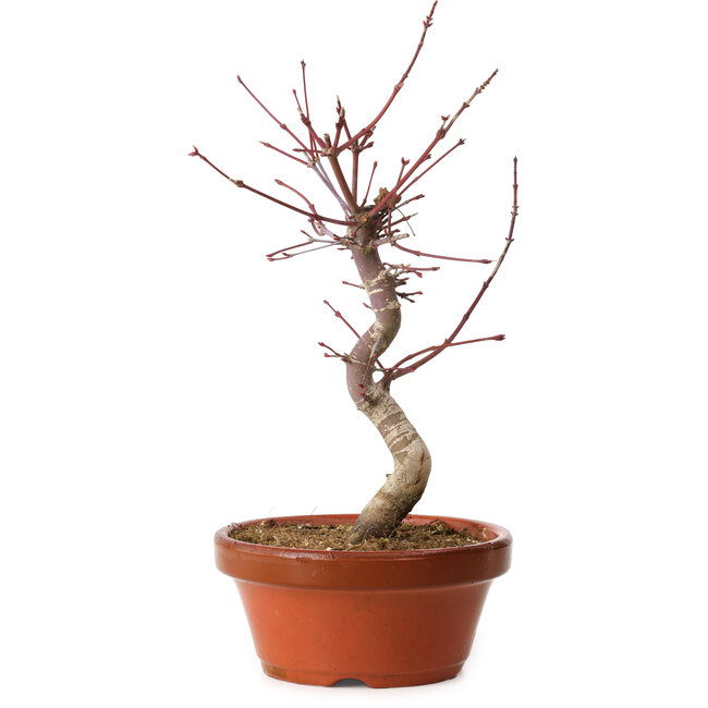 Acer palmatum deshojo, 29 cm, ± 8 jaar oud, met een nebari van 3 cm