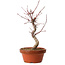 Acer palmatum deshojo, 29 cm, ± 8 ans, avec un nebari de 3 cm