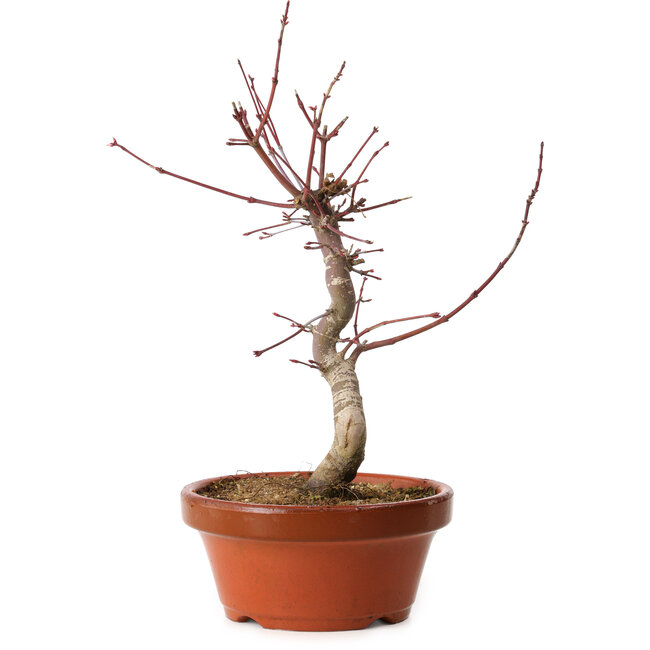 Acer palmatum deshojo, 29 cm, ± 8 ans, avec un nebari de 3 cm