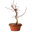 Acer palmatum deshojo, 29 cm, ± 8 anni, con nebari di 3 cm