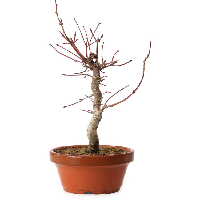 Acer palmatum deshojo, 29 cm, ± 8 years old, with a nebari of 3 cm