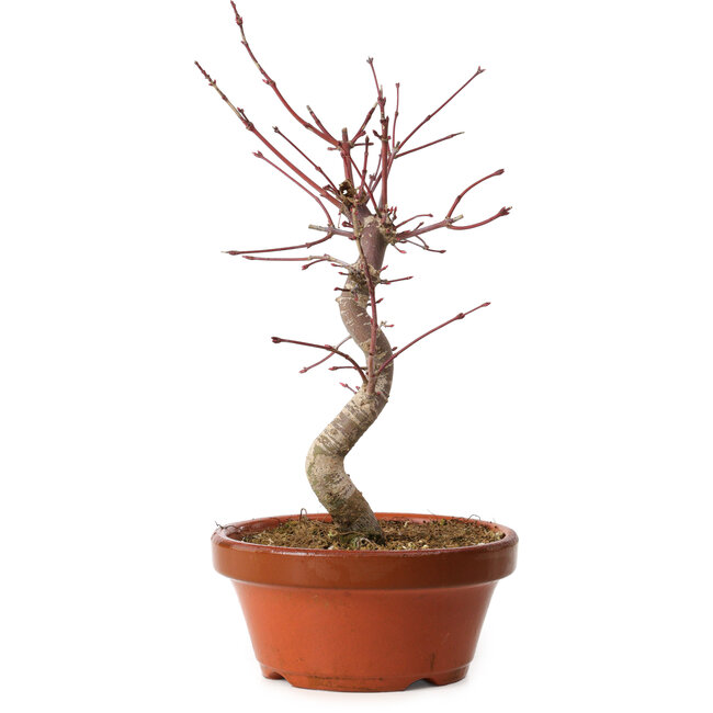 Acer palmatum deshojo, 29 cm, ± 8 ans, avec un nebari de 3 cm