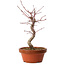 Acer palmatum deshojo, 29 cm, ± 8 Jahre alt, mit einem Wurzelhals von 3 cm