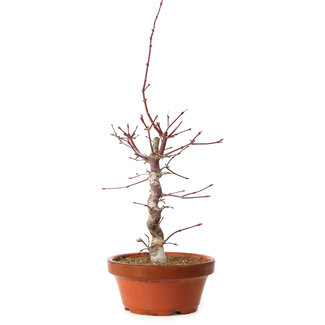 Acer palmatum deshojo, 41 cm, ± 8 anni