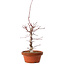 Acer palmatum deshojo, 41 cm, ± 8 años de edad, con un nebari de 3 cm