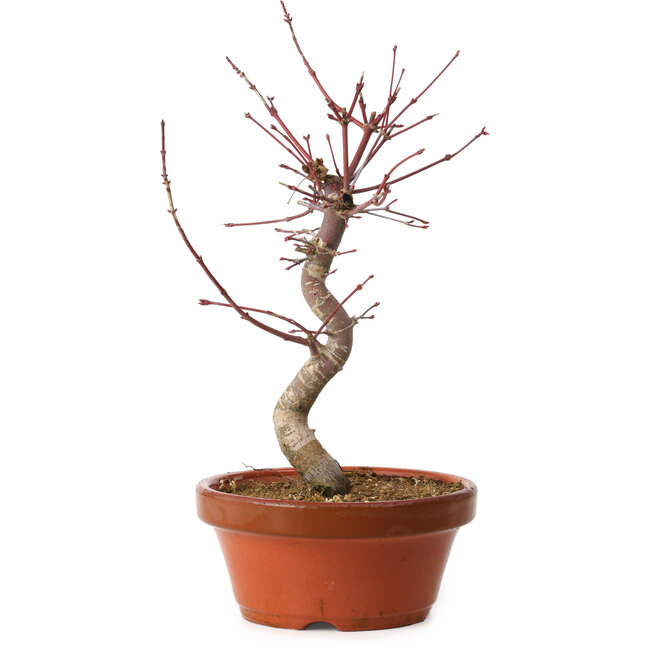 Acer palmatum deshojo, 29 cm, ± 8 anni, con nebari di 3 cm