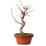 Acer palmatum deshojo, 29 cm, ± 8 years old, with a nebari of 3 cm