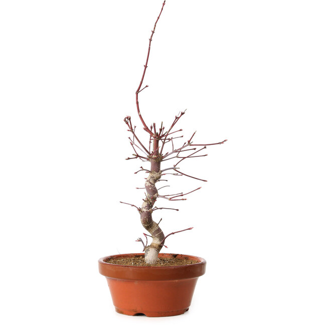 Acer palmatum deshojo, 41 cm, ± 8 anni, con nebari di 3 cm
