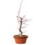 Acer palmatum deshojo, 41 cm, ± 8 years old, with a nebari of 3 cm