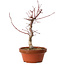 Acer palmatum deshojo, 29 cm, ± 8 años de edad, con un nebari de 3 cm