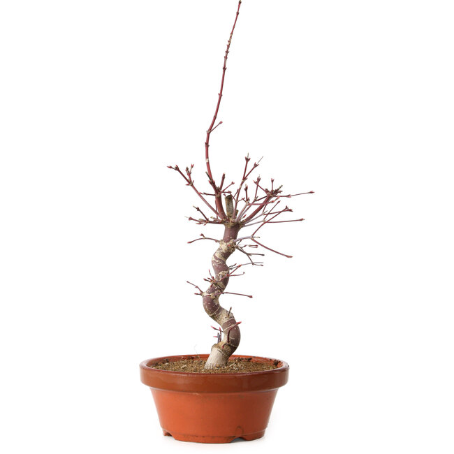 Acer palmatum deshojo, 41 cm, ± 8 jaar oud, met een nebari van 3 cm