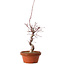 Acer palmatum deshojo, 41 cm, ± 8 años de edad, con un nebari de 3 cm