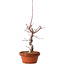 Acer palmatum deshojo, 41 cm, ± 8 años de edad, con un nebari de 3 cm