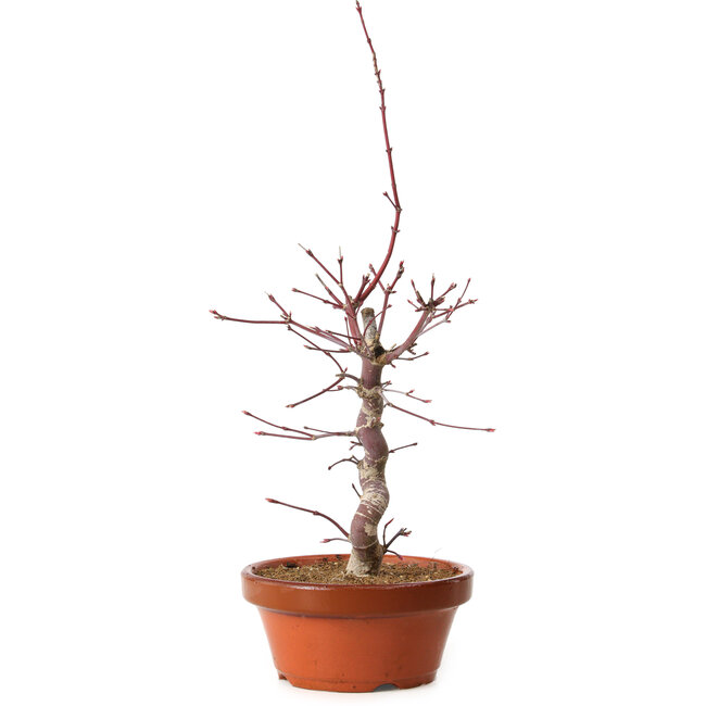 Acer palmatum deshojo, 41 cm, ± 8 ans, avec un nebari de 3 cm