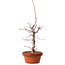 Acer palmatum deshojo, 41 cm, ± 8 years old, with a nebari of 3 cm