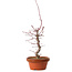 Acer palmatum deshojo, 41 cm, ± 8 anni, con nebari di 3 cm