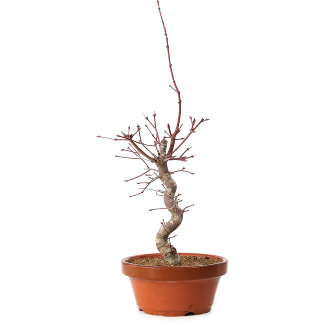 Acer palmatum deshojo, 41 cm, ± 8 años de edad, con un nebari de 3 cm