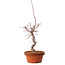 Acer palmatum deshojo, 41 cm, ± 8 Jahre alt, mit einem Wurzelhals von 3 cm