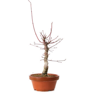 Acer palmatum deshojo, 32 cm, ± 8 years old