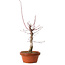 Acer palmatum deshojo, 32 cm, ± 8 years old, with a nebari of 3 cm